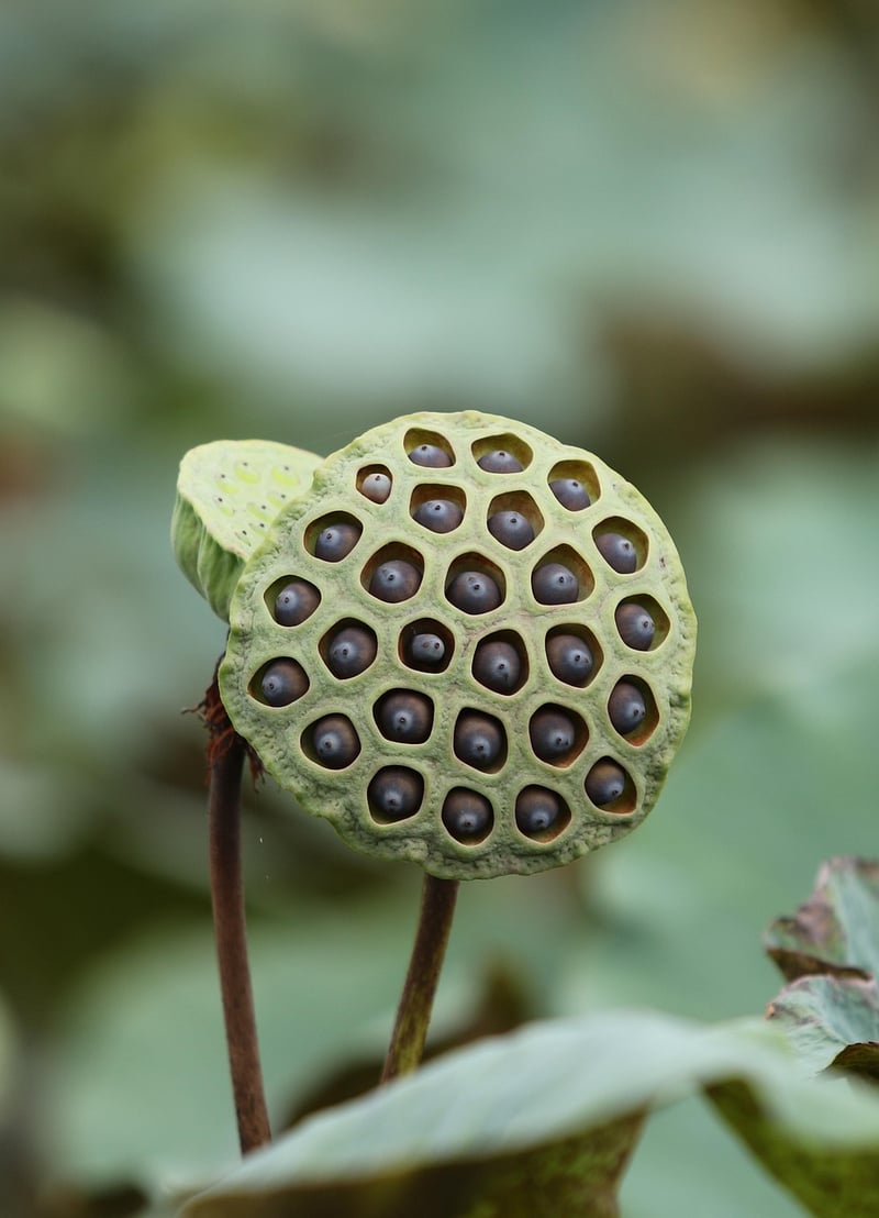 Chrono Pods